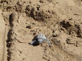 Mořská želva caretta caretta v písku na Zakynthosu