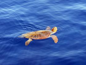 Želva Caretta Caretta