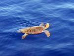 Želva caretta caretta v moři u Zakynthosu